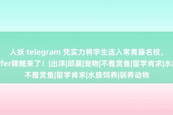 人妖 telegram 凭实力将学生送入常青藤名校，她说：你们的offer锦鲤来了！|出洋|邱晨|宠物|不雅赏鱼|留学肯求|水族饲养|驯养动物